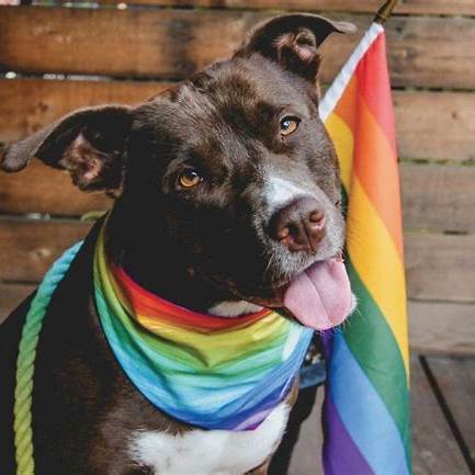 Support for queer-owned pets